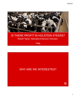 Is There Profit in Holstein Steers?