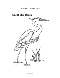 Great Blue Heron Coloring Page and Info Sheet