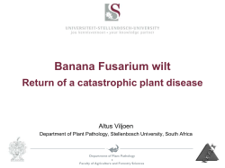 Banana Fusarium wilt: Return of a catastrophic plant disease