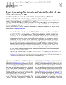 Temporal segregation of the Australian and Antarctic blue whale call