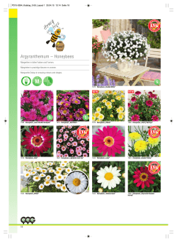 Argyranthemum â Honeybees