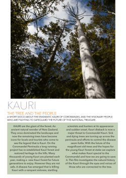 the Kauri documentary film proposal flier