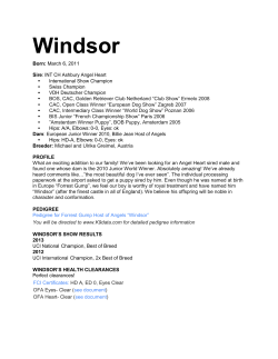 Windsor - L`Abri English Golden Retrievers