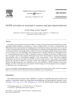 MAPK activation in nociceptive neurons and pain hypersensitivity