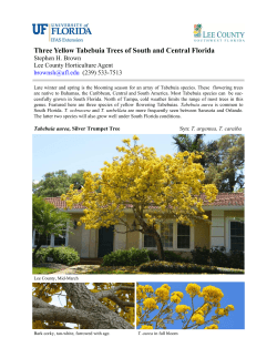 Three Yellow Tabebuia Trees of South and Central Florida