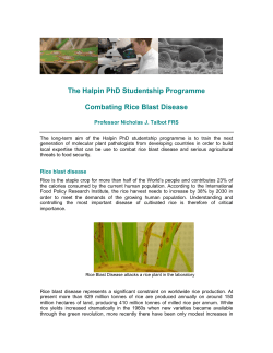 The Halpin PhD Studentship Programme Combating Rice Blast