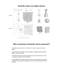 Dendritic arbors are highly diverse Why is diversity of dendritic