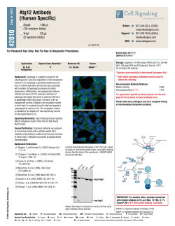 Atg12 Antibody (Human Specific)