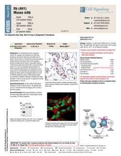 Rb (4H1) Mouse mAb - Cell Signaling Technology