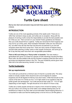 Turtle Care sheet - Mentone Aquarium