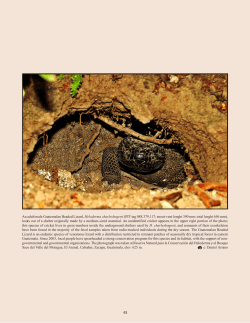 An adult male Guatemalan Beaded Lizard, Heloderma