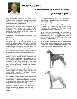 Galloping Breed Published in the Doberman Digest