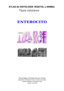 Enterocito (Junio 2015) - Atlas de HistologÃ­a Vegetal y Animal