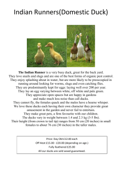 Indian Runners(Domestic Duck)