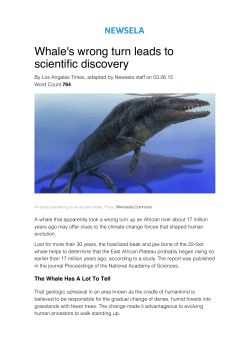 Whale`s wrong turn leads to scientific discovery
