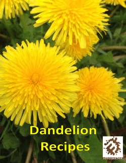 Dandelion Jam - Muddy Faces information resources