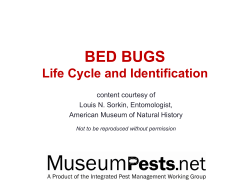 Bed Bugs Lifecycle and Identification