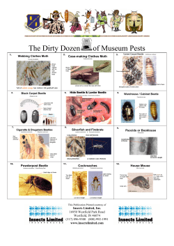 The Dirty Dozen of Museum Pests