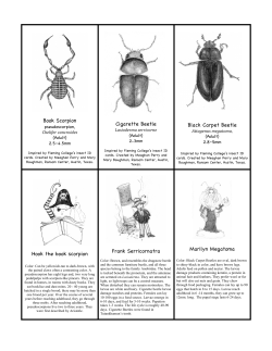 Book Scorpion Cigarette Beetle Black Carpet