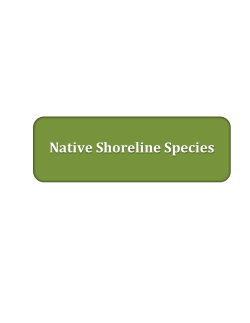 Native Shoreline Species Lists