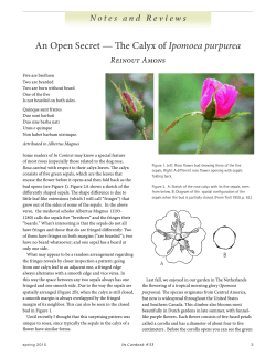 An Open Secret â The Calyx of Ipomoea purpurea