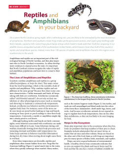 Reptiles and Amphibians in Your Backyard