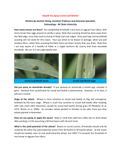 Should You Spray Cereal Leaf Beetle? Written By Dominic Reisig