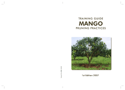 Mango Pruning - Agric Extension Platform