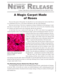 A Magic Carpet Made of Roses