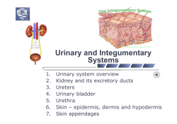 Urinary and Integumentary Systems [download]