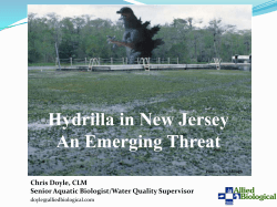 Hydrilla verticillata - New Jersey Invasive Species Strike Team