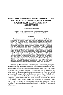 Sorus Development, Spore Morphology, and Nuclear Condition of
