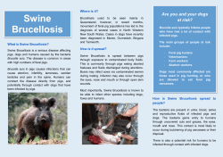 Swine Brucellosis - North West Local Land Services