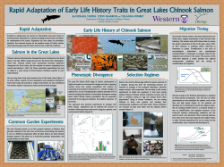 Rapid Adaptation of Early Life History Traits in Great Lakes Chinook