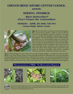 Want Butterflies? Don`t forget the Caterpillars