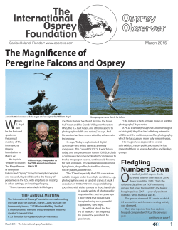 Osprey Foundation Latest Newsletter March 2015