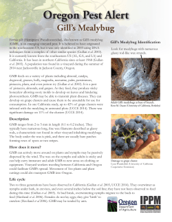Pest Alert: Gill`s Mealybug
