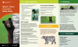 Black Bear Country Safety Guide