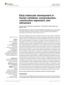 Early trabecular development in human vertebrae: overproduction