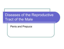 Diseases of the Reproductive Tract of the Male