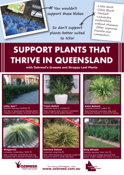 Ozbreed Grasses - Plants Direct Queensland