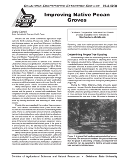 HLA-6208 Improving Native Pecan Groves