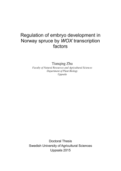 Regulation of embryo development in Norway spruce by WOX