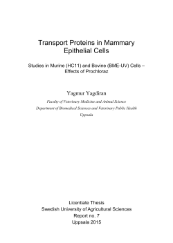 Transport Proteins in Mammary Epithelial Cells
