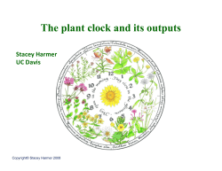 The plant clock and its outputs