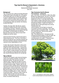 Figs Used for Bonsai in Queensland: a Summary