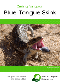 Caring for your Blue Tongue Lizards