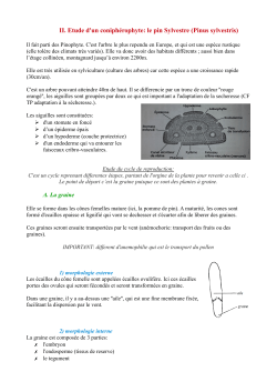 Coniferophyte 2 - Page d`accueil