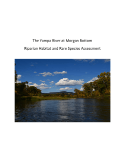 The Yampa River at Morgan Bottom Riparian Habitat and Rare