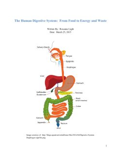 The Human Digestive System: From Food to Energy and Waste